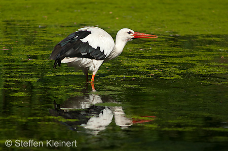 Weißstorch, Ciconia ciconia 045